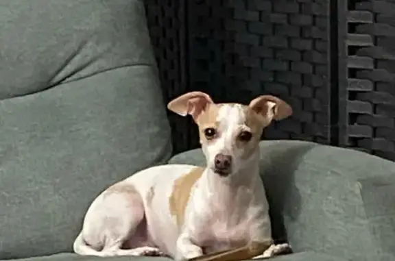 Lost: Princess, Anxious Chihuahua-Dachshund