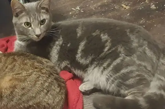 Lost Cat: Friendly, Marbled in Sayreville