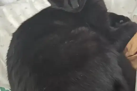 Lost Black Cat Percy on East 87th St