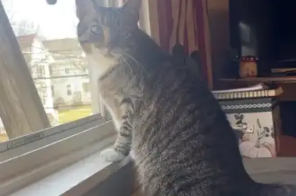 Lost: Brown & White Tabby, Buell St, 39