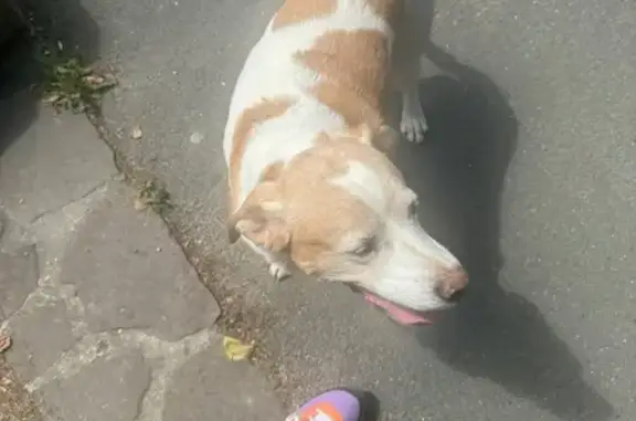 Chienne croisée douce trouvée à Villemomble - photo