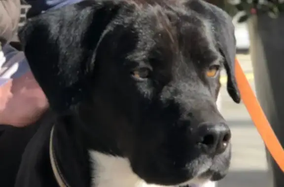 Perro perdido: Dante, labrador negro con mancha blanca
