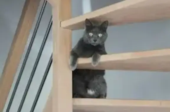 Chat gris foncé perdu à Bretteville-sur-Odon - photo
