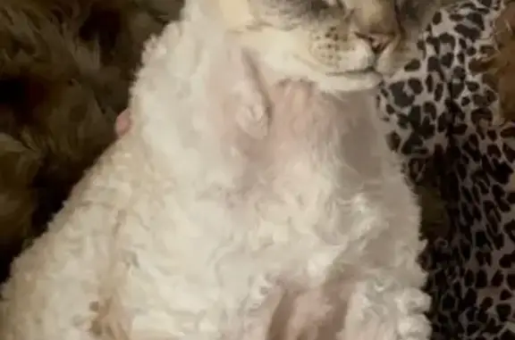 Help Find Pfeiffer: Missing in Mitcham