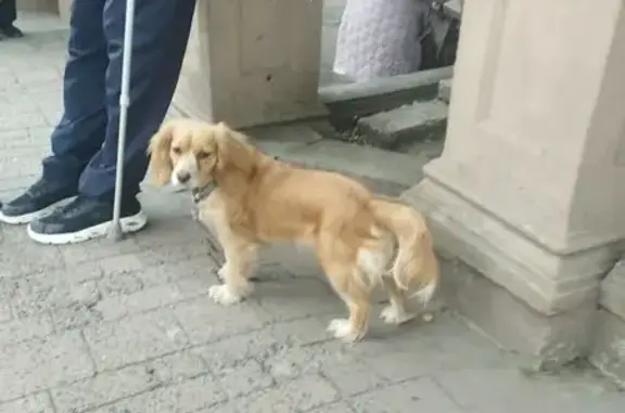 Знайдена собака на Шолом-Алейх...