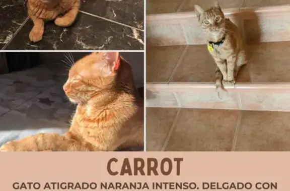¡Gato Perdido en Pedra-Santa! Naranja y Dócil