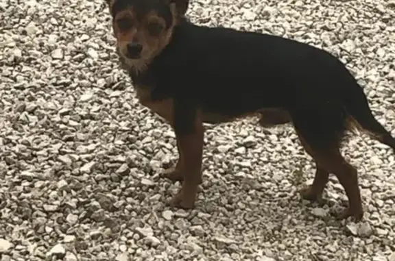 Animaux trouvés , photo: Chien trouvé Rue du Puits, Ébréon