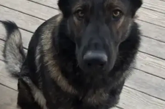 Lost Sweet Sable Dog on Main St, Bunn