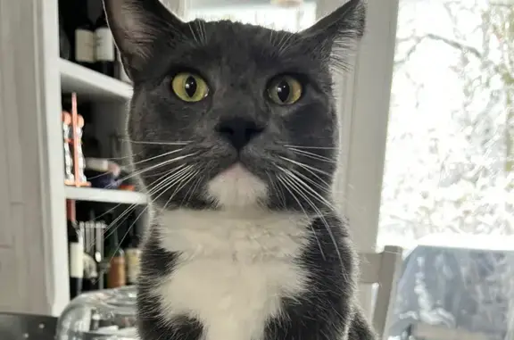 Missing: Friendly Gray & White Cat Hermes
