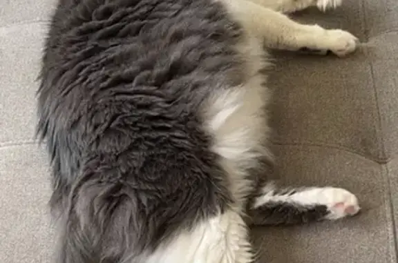 Lost Cat on Monarda Dr, Plainfield