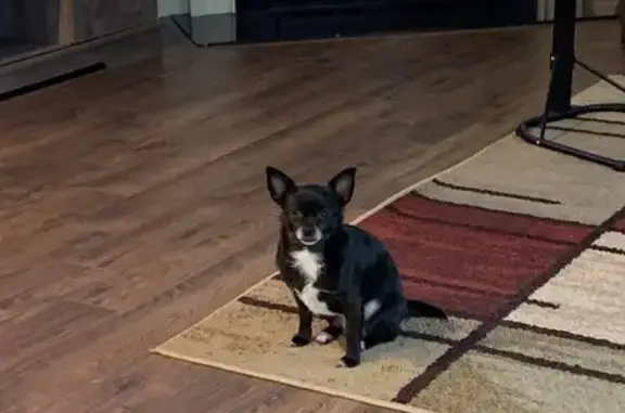Lost Dog: Black & White on Shellback Dr