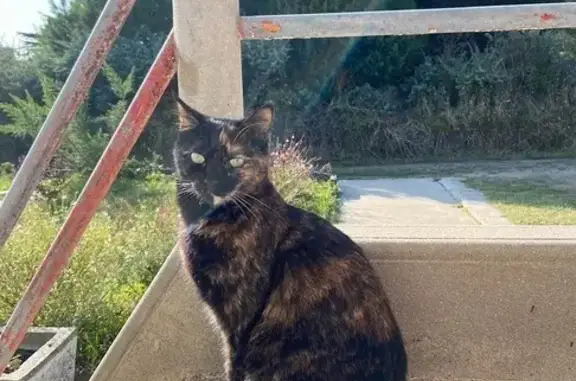 Chatte Écaille perdue à Ploumilliau - photo