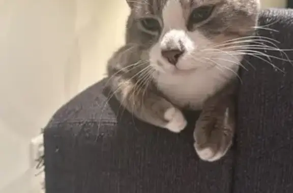 Chat perdu : Attila, Européen tigré gris/blanc - photo