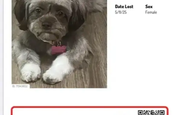 Lost Puppy: Sweet Derby in Dallas!
