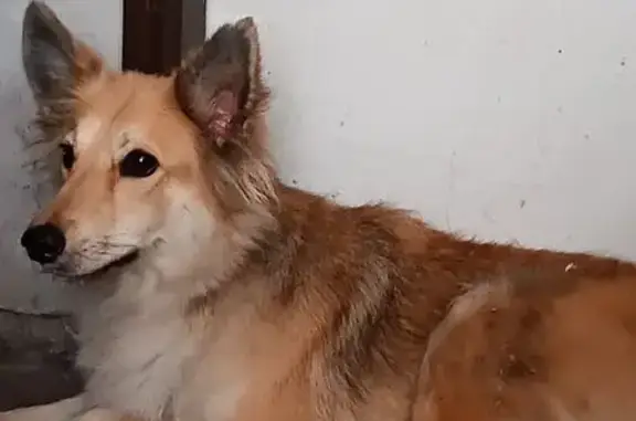 cachorro encontrada