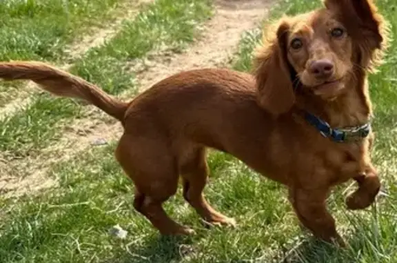 Lost Red Dachshund: Blue Collar, Treats!