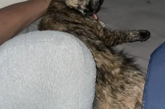 Lost Tortoiseshell Cat on Russell St.