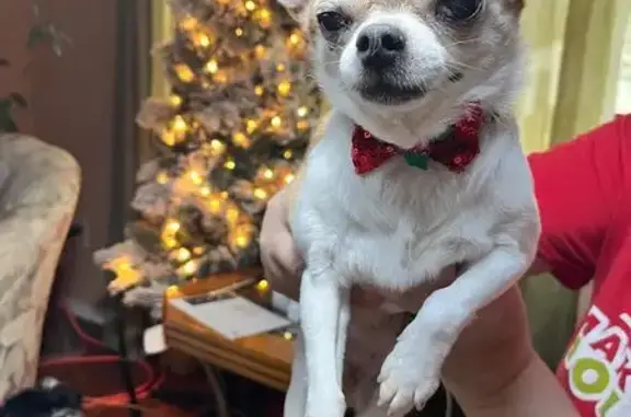 Lost 14-Year-Old Dog on Crosby Drive