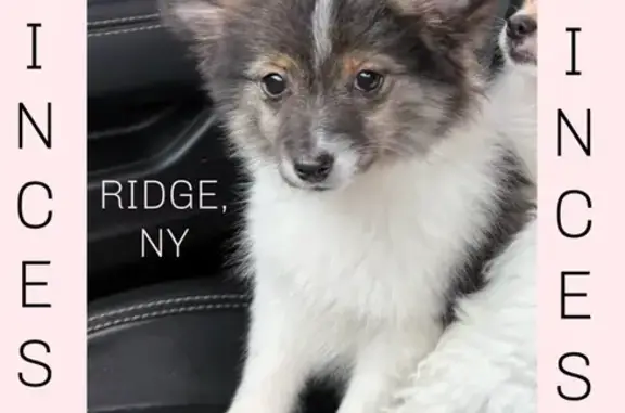 Friendly Lost Puppy: Black & White, Ridge