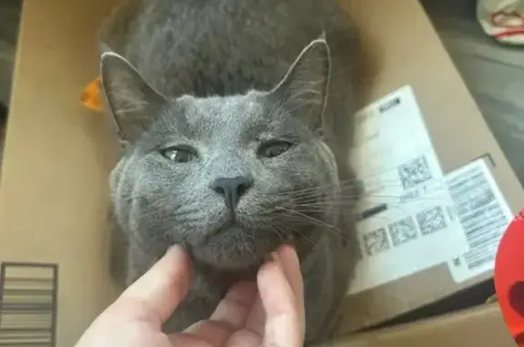 Lost Gray Cat Rizz in Waukegan Area