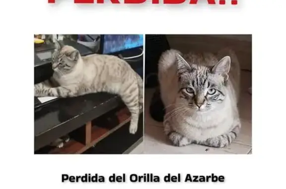 Gatita Lila Perdida: Ojos Grisáceos Enamoradores