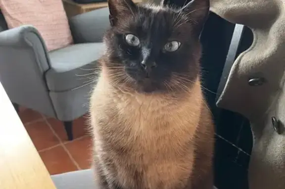 Chat siamois perdu à Taden, yeux bleus - photo