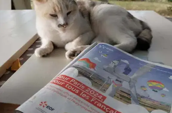 Chatte européenne perdue à Saint Sylvestre - photo