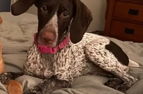 Lost German Pointer: Pink Collar, Petersburg