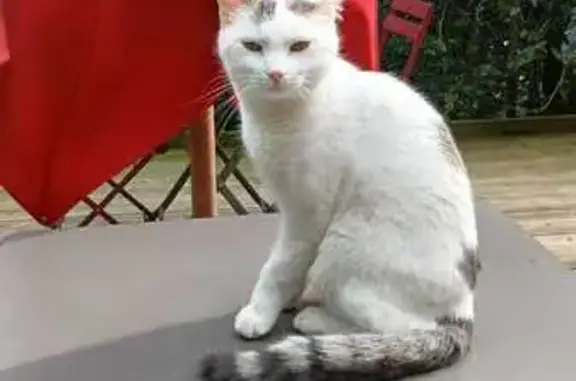 Animaux trouvés Étretat, photo: Chatte grise et blanche trouvée à Étretat