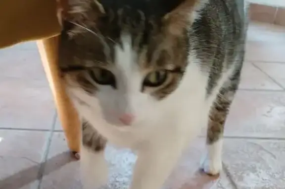 Animaux perdus Cagnes-sur-Mer, photo: Chat perdu, craintif à Cagnes-sur-Mer