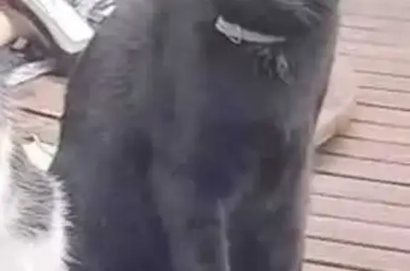 Lost Cat: Black, Purple Collar, London