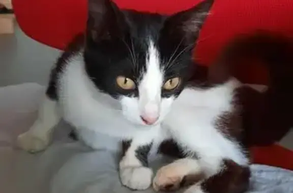 Chaton mâle noir et blanc trouvé à Louvigné - photo