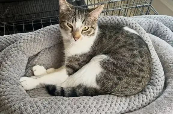 Help Find Billy: Lost Cat in Marietta, GA