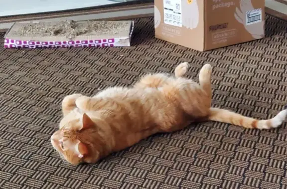 Missing: Energetic Orange Tabby on Roland