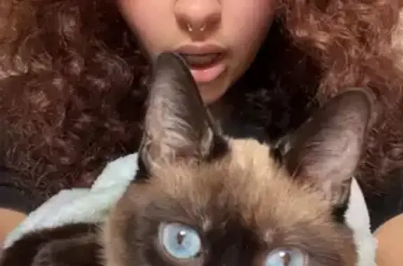 Lost Siamese Cat 'Benny' - Help Find Him!