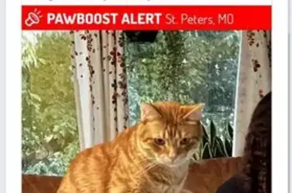 Lost Orange Cat: Friendly & Treat-Loving