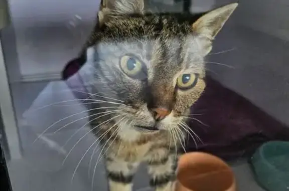 Animaux trouvés , photo: Chat tigré mâle castré trouvé, soigné