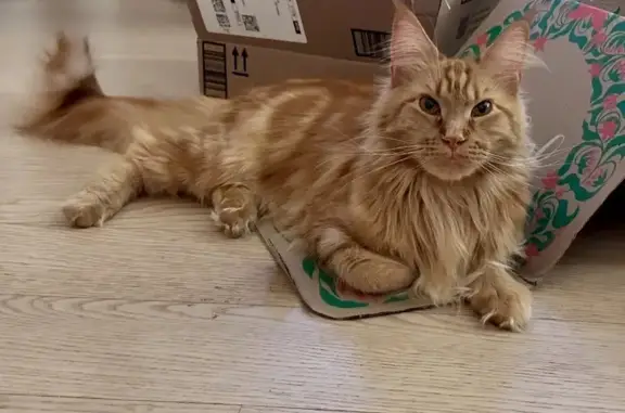 Lost Maine Coon: Large, Fluffy, Orange