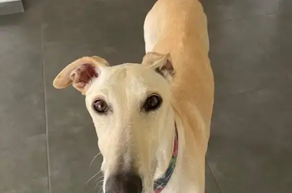 ¡Ayuda! Galgo Beige Perdido en Castalla