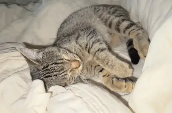 Gata Perdida en Olivella: 11 Meses, Arisca