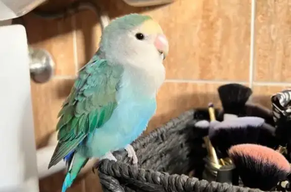 Ave Azul y Verde Hallada en Al...
