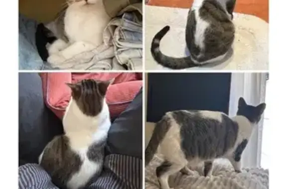 Gato Perdido: Blanco y Marrón con Bigote