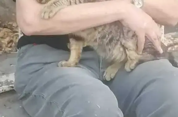 Gato Perdido en Paseo de Colón, Zaragoza