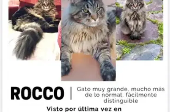 Se Busca: Gato Atigrado Grande en Sevilla