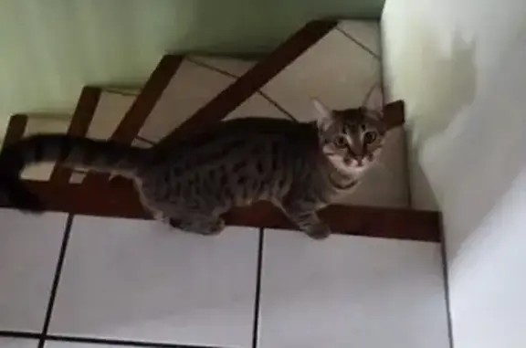 Animaux perdus Vernet, photo: Chatte perdue Tigre Petit, Vernet