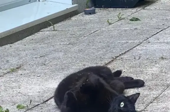 Animaux perdus Nantes, photo: Chat noir perdu à Nantes, quartier Bourgeonniere