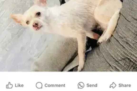 Lost Chihuahua Mix: South Wildwood Ave
