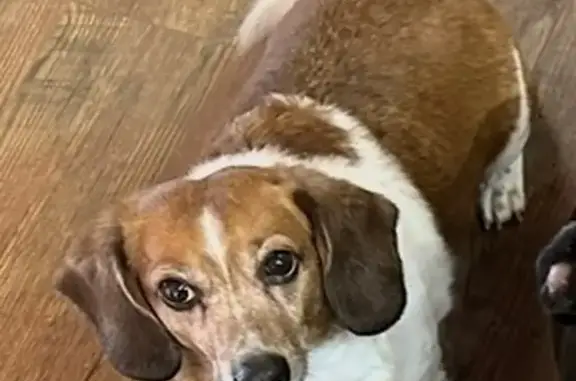 Lost Beagle Mix on Quapaw Rd, Bismarck