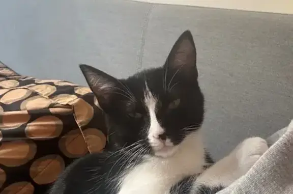 ¡Gato Perdido en Aljaraque: Negra y Blanca!