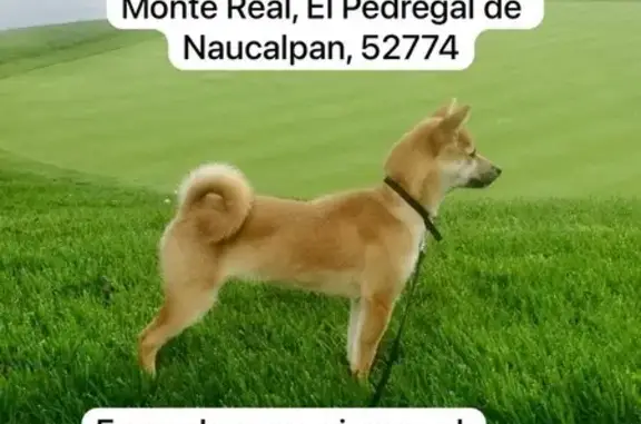 Perra Shiba Inu Perdida en Nau...
